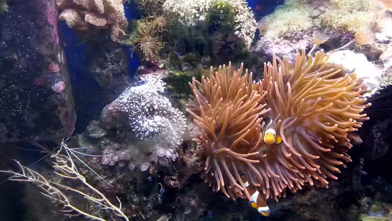 Besatz im Aquarium Mein kleines Riff von Frank Ulbricht (10)