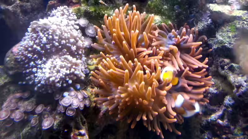 Besatz im Aquarium Mein kleines Riff von Frank Ulbricht (11)