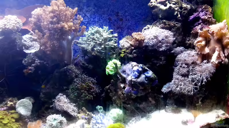 Besatz im Aquarium Mein kleines Riff von Frank Ulbricht (12)