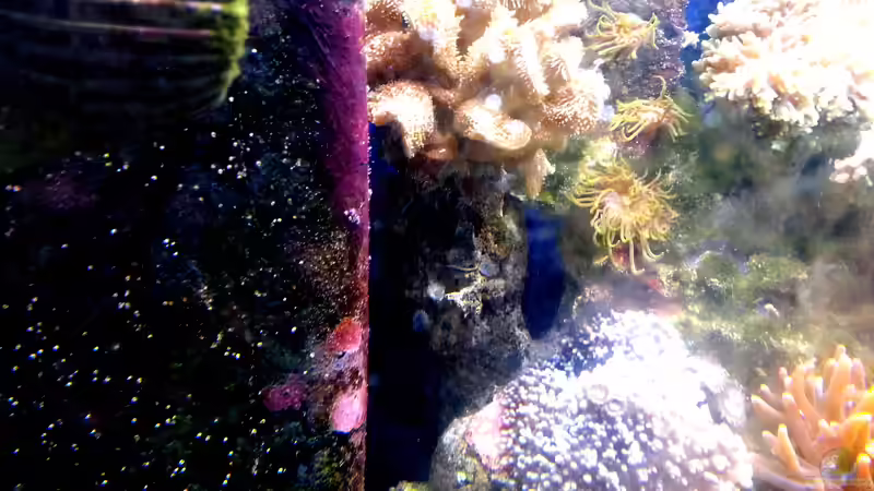 Besatz im Aquarium Mein kleines Riff von Frank Ulbricht (13)