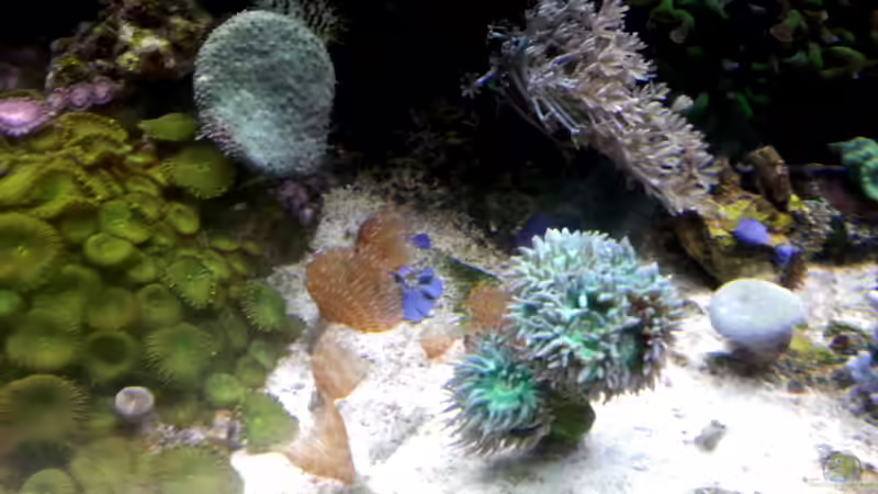 Besatz im Aquarium Mein kleines Riff von Frank Ulbricht (14)