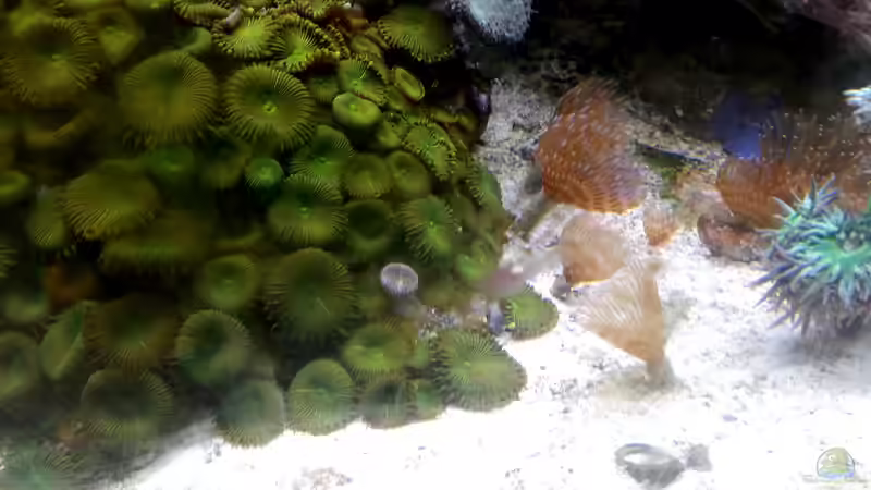 Besatz im Aquarium Mein kleines Riff von Frank Ulbricht (16)