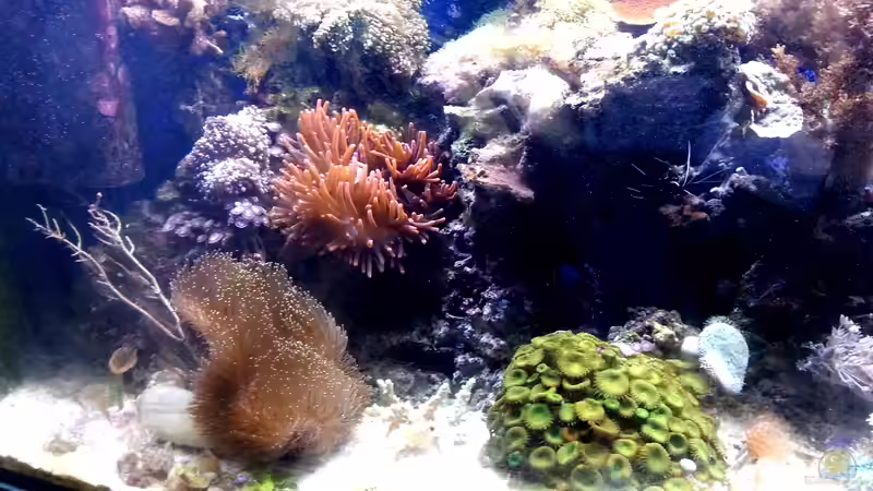 Besatz im Aquarium Mein kleines Riff von Frank Ulbricht (17)