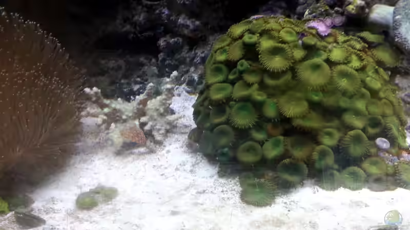 Besatz im Aquarium Mein kleines Riff von Frank Ulbricht (18)