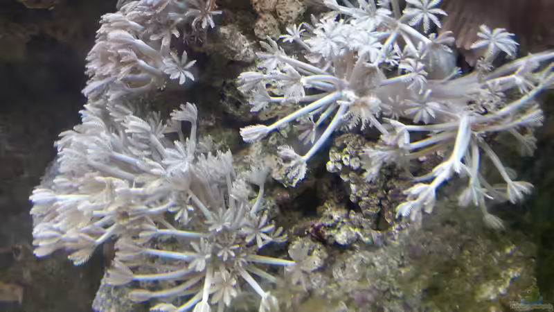 Besatz im Aquarium Mein kleines Riff von Frank Ulbricht (19)