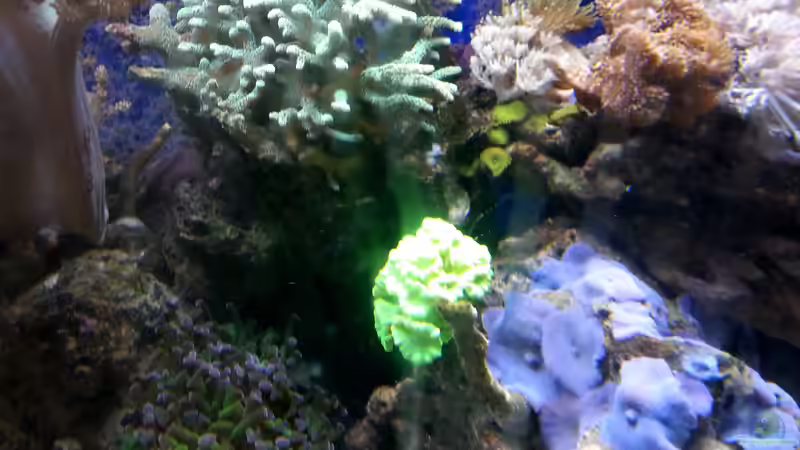 Besatz im Aquarium Mein kleines Riff von Frank Ulbricht (21)