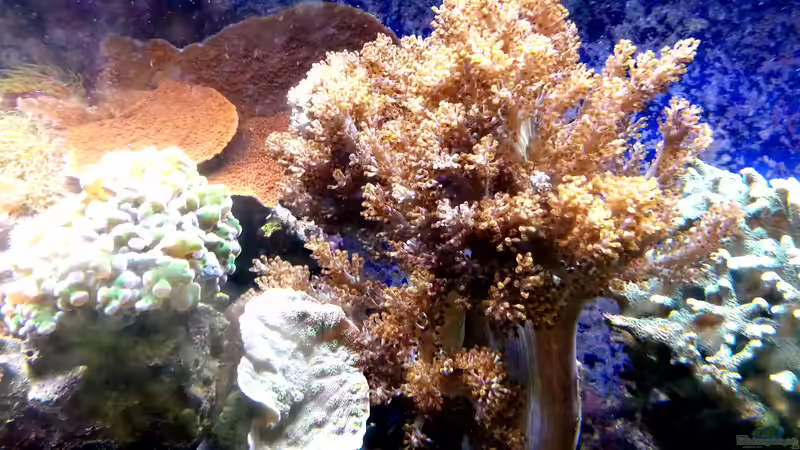 Besatz im Aquarium Mein kleines Riff von Frank Ulbricht (3)