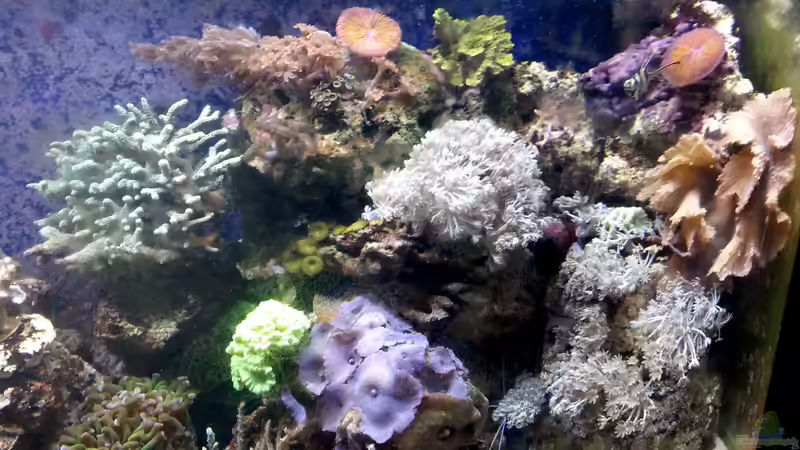 Besatz im Aquarium Mein kleines Riff von Frank Ulbricht (4)
