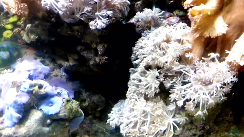 Besatz im Aquarium Mein kleines Riff von Frank Ulbricht (5)