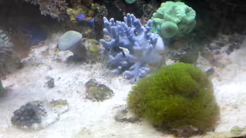 Besatz im Aquarium Mein kleines Riff von Frank Ulbricht (6)
