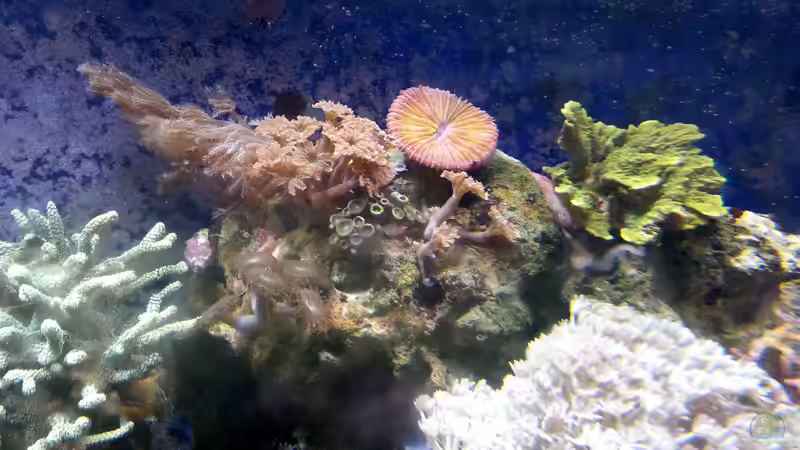 Besatz im Aquarium Mein kleines Riff von Frank Ulbricht (7)