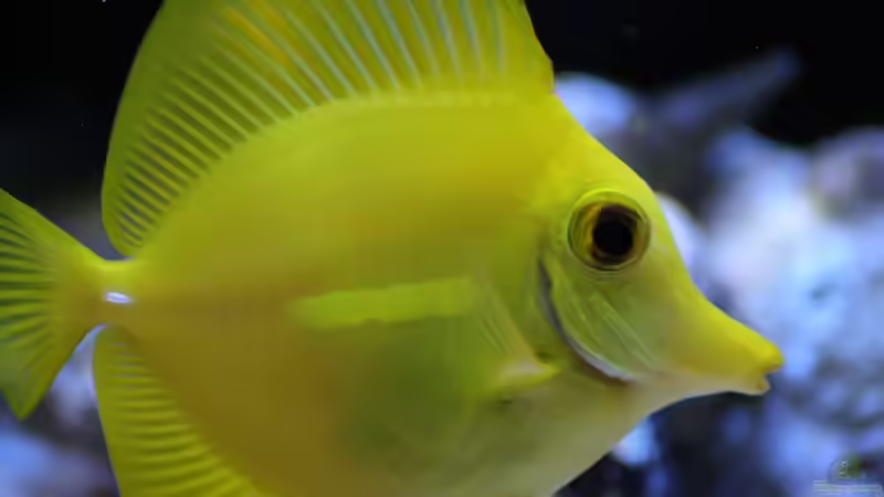 Besatz im Aquarium Mein kleines Riff von Johannes 88 (14)