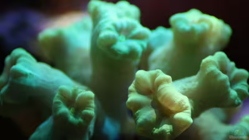 Besatz im Aquarium Mein kleines Riff von Johannes 88 (15)