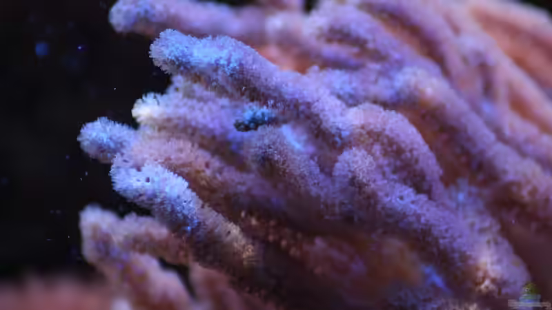 Besatz im Aquarium Mein kleines Riff von Johannes 88 (17)