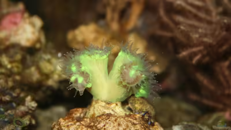 Besatz im Aquarium Mein kleines Riff von Johannes 88 (37)