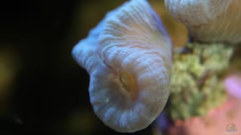 Besatz im Aquarium Mein kleines Riff von Johannes 88 (38)