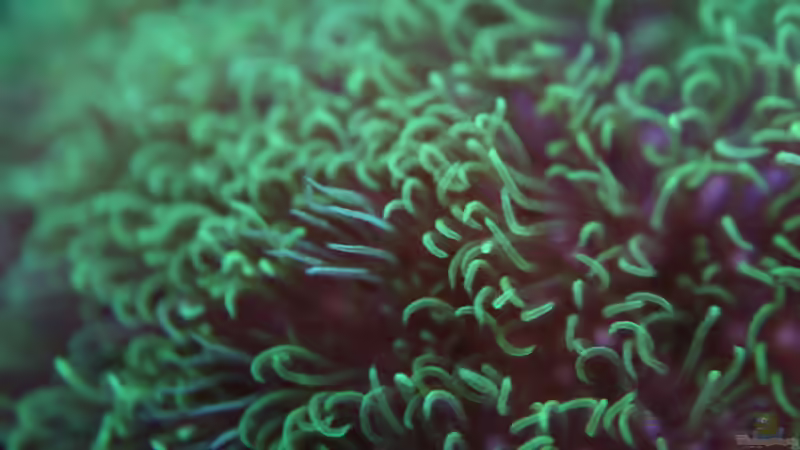 Besatz im Aquarium Mein kleines Riff von Johannes 88 (42)