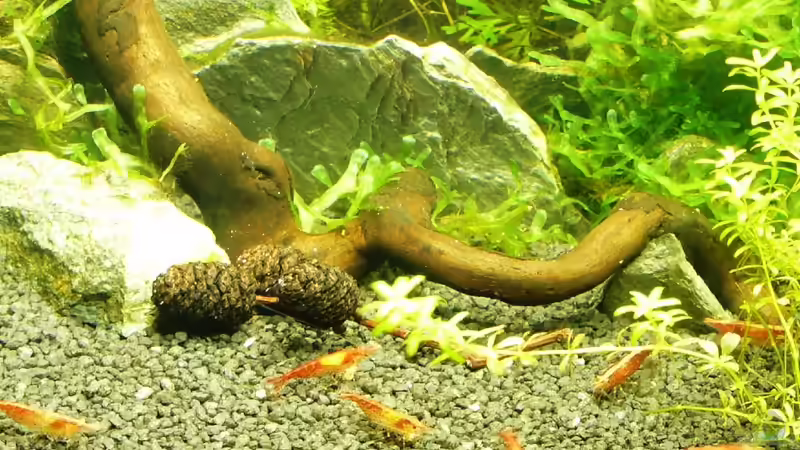 Besatz im Aquarium Mein kleines Schwarzes von A. G. (16)