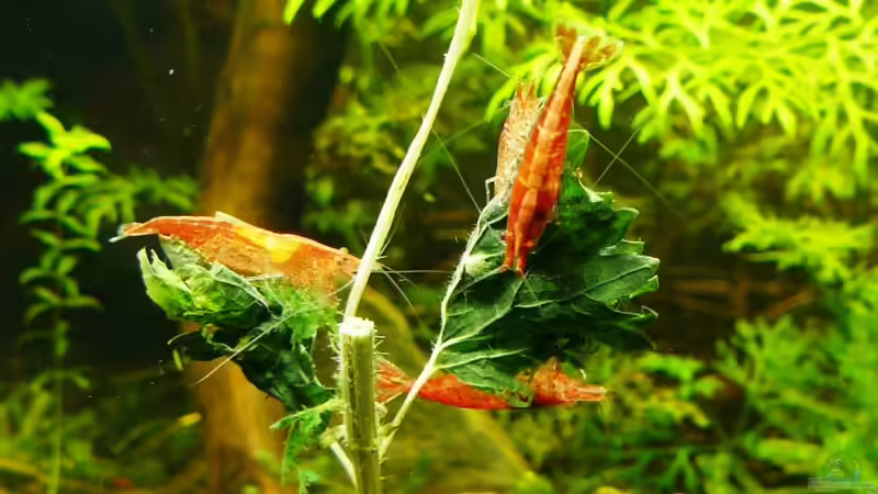 Besatz im Aquarium Mein kleines Schwarzes von A. G. (20)