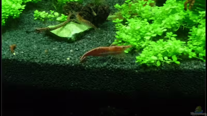 Besatz im Aquarium Mein Kleines von *Dominique* (16)