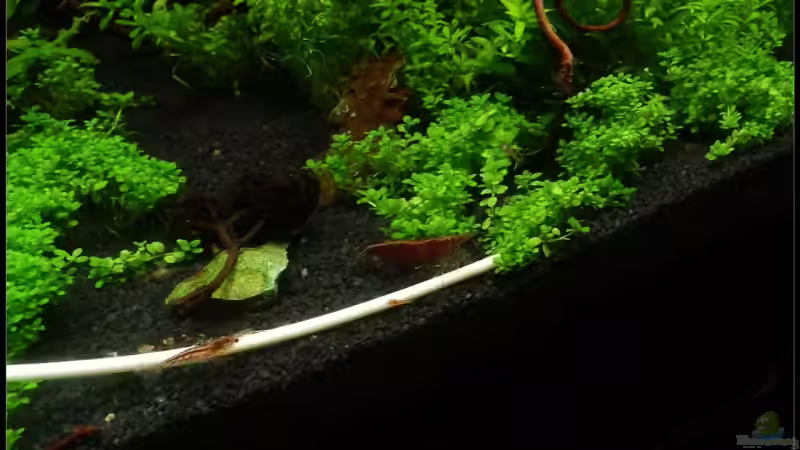 Besatz im Aquarium Mein Kleines von *Dominique* (18)