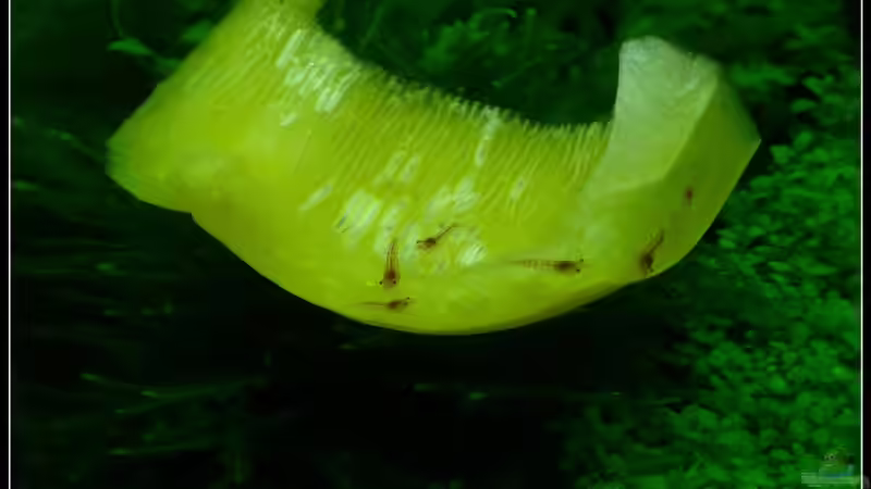 Besatz im Aquarium Mein Kleines von *Dominique* (19)