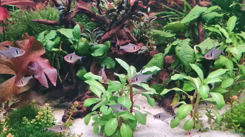 Besatz im Aquarium Mein liebster 270 Liter Bauklotz ! von Dirk Korsten (11)