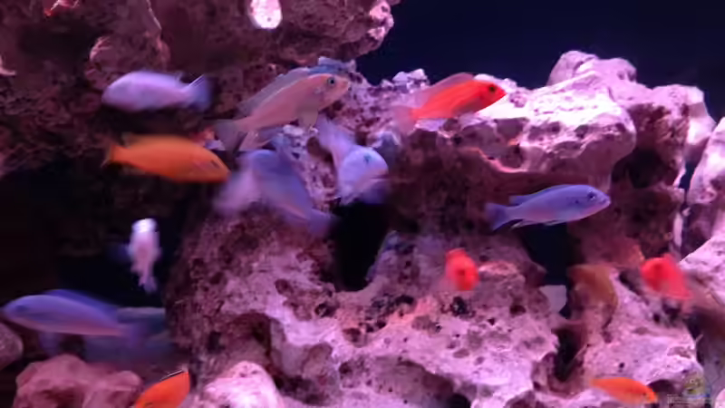 Besatz im Aquarium Mein Malawi Becken von DDT (12)