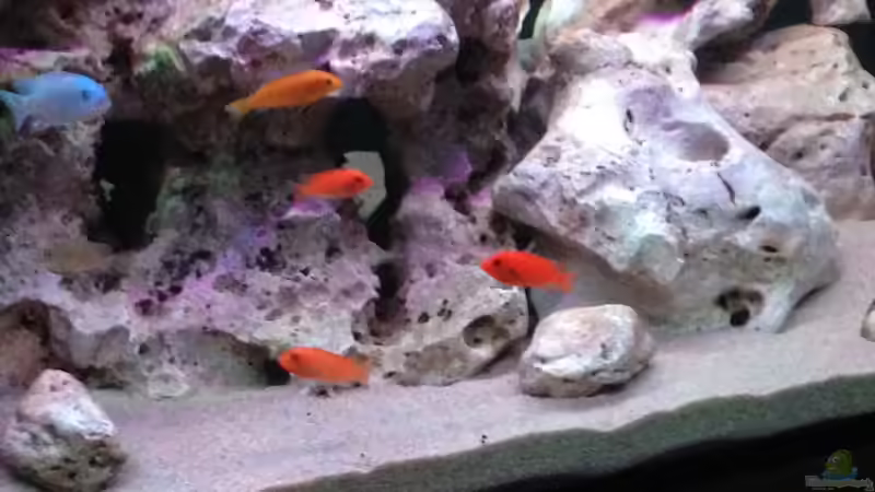 Besatz im Aquarium Mein Malawi Becken von DDT (13)