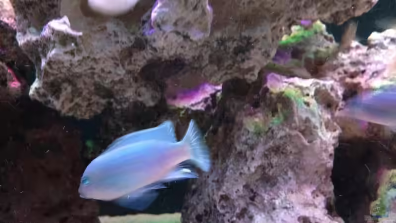 Besatz im Aquarium Mein Malawi Becken von DDT (14)