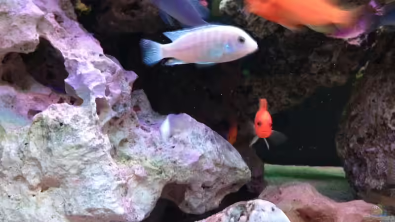 Besatz im Aquarium Mein Malawi Becken von DDT (16)