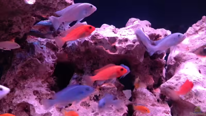 Besatz im Aquarium Mein Malawi Becken von DDT (9)