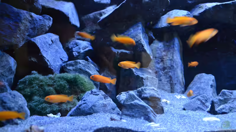 Besatz im Aquarium Mein Malawi-Delta von Flutsch (27)