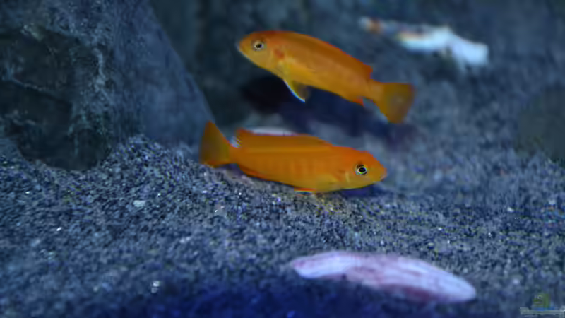 Besatz im Aquarium Mein Malawi-Delta von Flutsch (29)