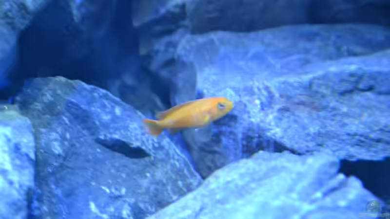 Besatz im Aquarium Mein Malawi-Delta von Flutsch (32)