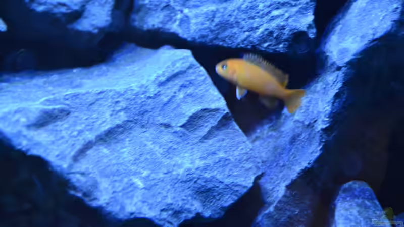 Besatz im Aquarium Mein Malawi-Delta von Flutsch (34)