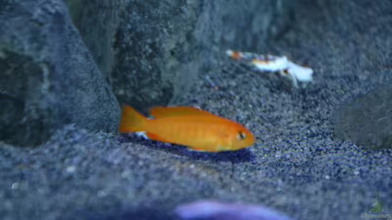 Besatz im Aquarium Mein Malawi-Delta von Flutsch (35)