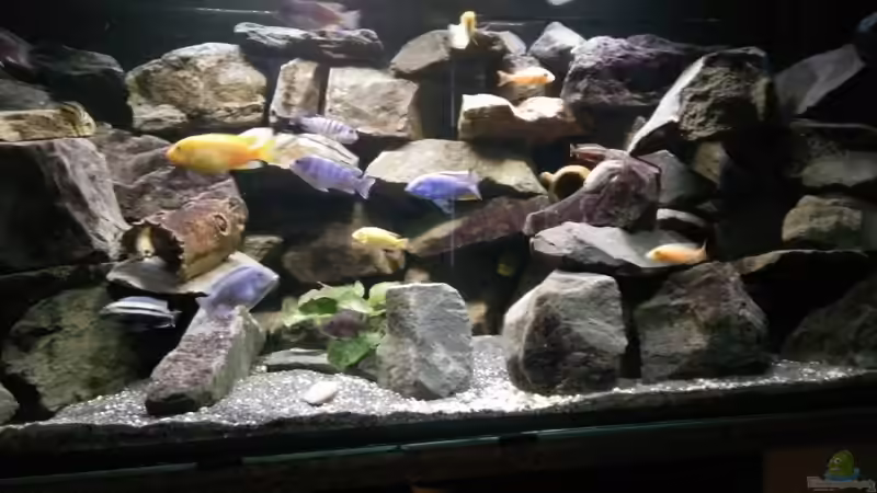Besatz im Aquarium Mein Malawi im Wohnzimmer von Wasserfest ;-) (29)
