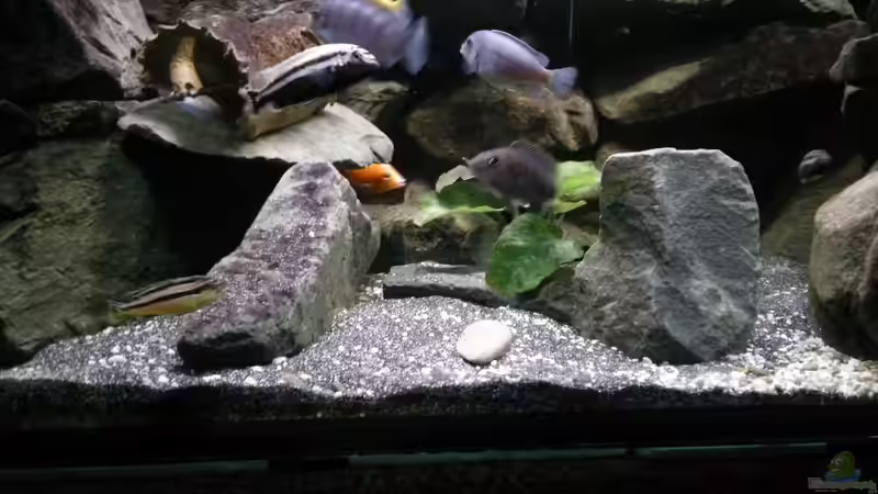 Besatz im Aquarium Mein Malawi im Wohnzimmer von Wasserfest ;-) (30)