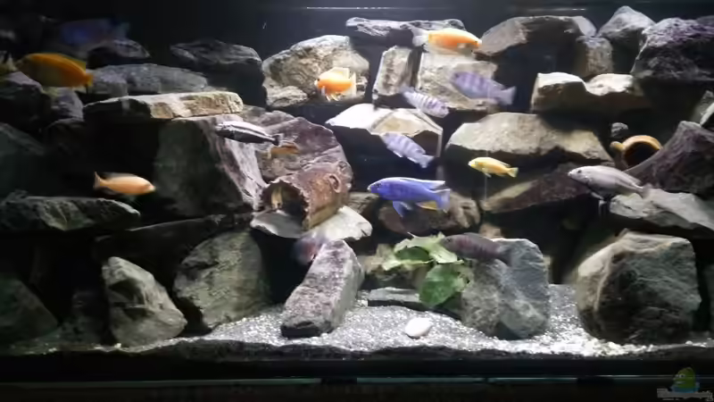 Besatz im Aquarium Mein Malawi im Wohnzimmer von Wasserfest ;-) (31)