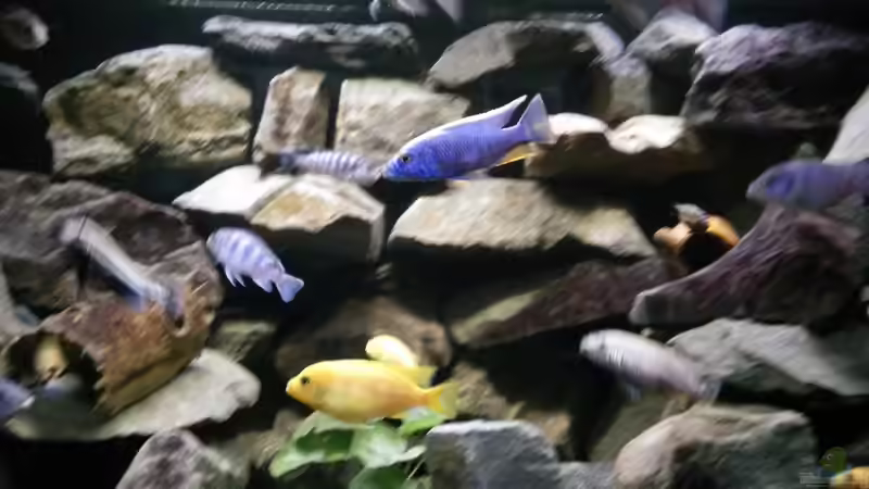 Besatz im Aquarium Mein Malawi im Wohnzimmer von Wasserfest ;-) (32)