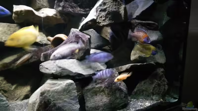 Besatz im Aquarium Mein Malawi im Wohnzimmer von Wasserfest ;-) (33)