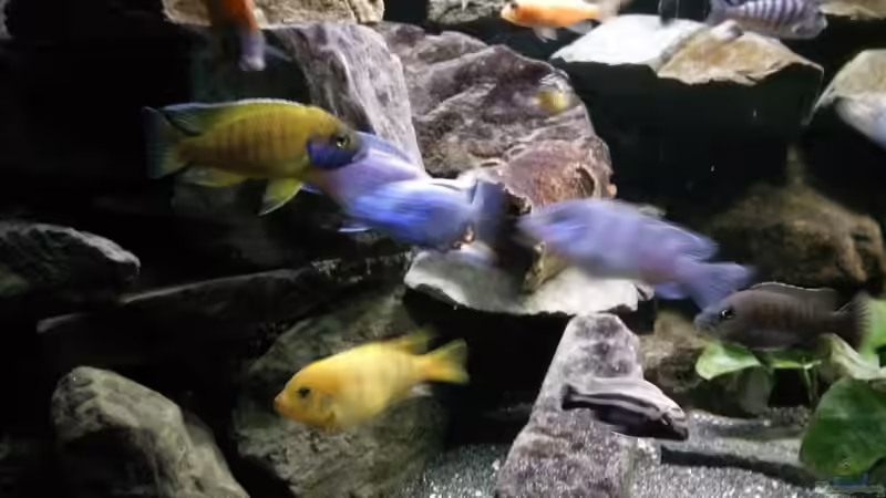 Besatz im Aquarium Mein Malawi im Wohnzimmer von Wasserfest ;-) (34)