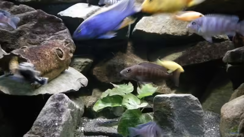 Besatz im Aquarium Mein Malawi im Wohnzimmer von Wasserfest ;-) (35)