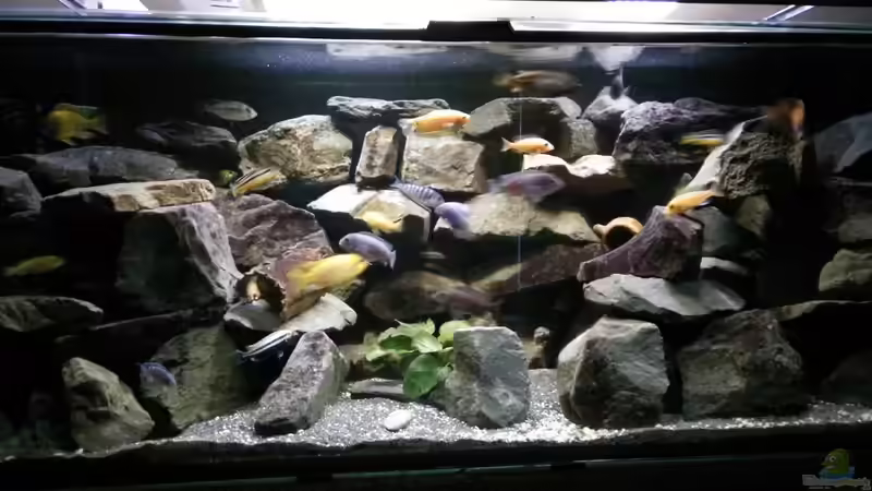 Besatz im Aquarium Mein Malawi im Wohnzimmer von Wasserfest ;-) (36)
