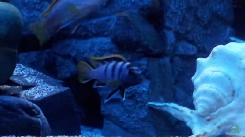 Besatz im Aquarium mein Malawi-Tank von FrankenWasser (18)