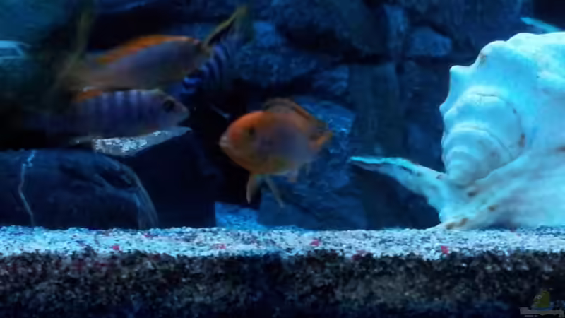 Besatz im Aquarium mein Malawi-Tank von FrankenWasser (19)