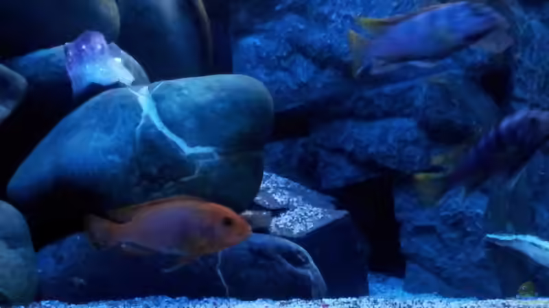 Besatz im Aquarium mein Malawi-Tank von FrankenWasser (20)