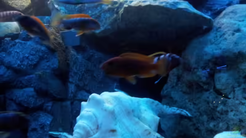 Besatz im Aquarium mein Malawi-Tank von FrankenWasser (21)