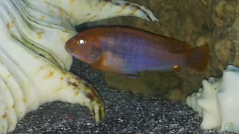 Besatz im Aquarium mein Malawi-Tank von FrankenWasser (22)